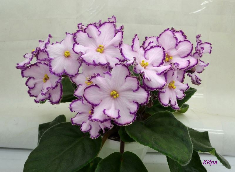 KZ-Майя Плисецкая.JPG