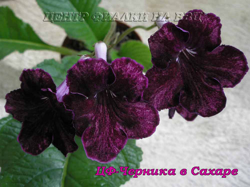 ЦФ-Черника в Сахаре