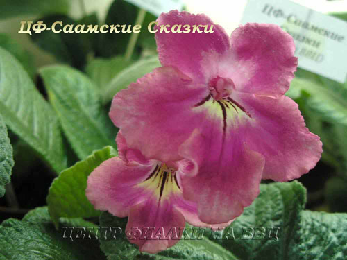 ЦФ-Саамские Сказки
