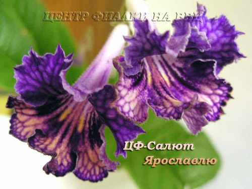 ЦФ-Салют-Ярославлю-.jpg
