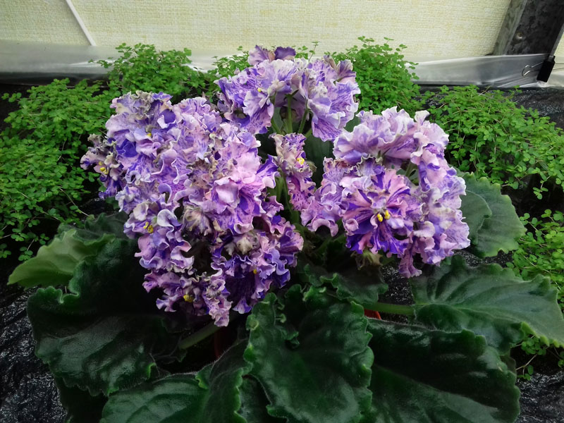 ЛЕ-Авантюра.jpg