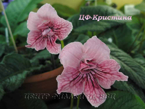 ЦФ-Кристина