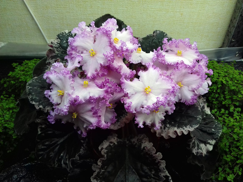 РС-Фрейлина.jpg