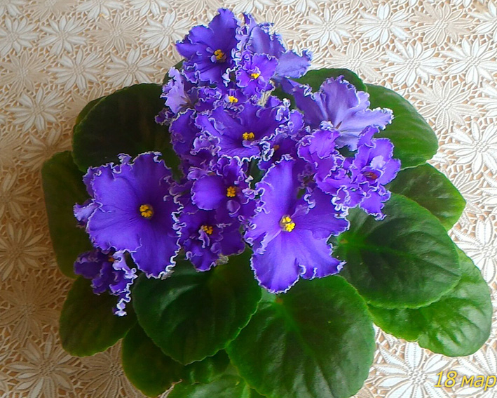 ЛЕ-Васильковый Блюз