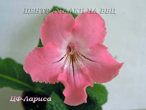 ЦФ-Лариса