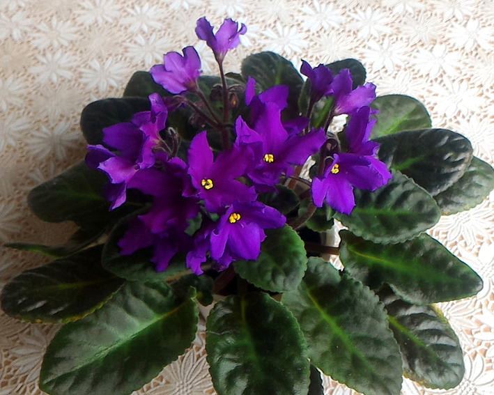 Senk’s Big Bells