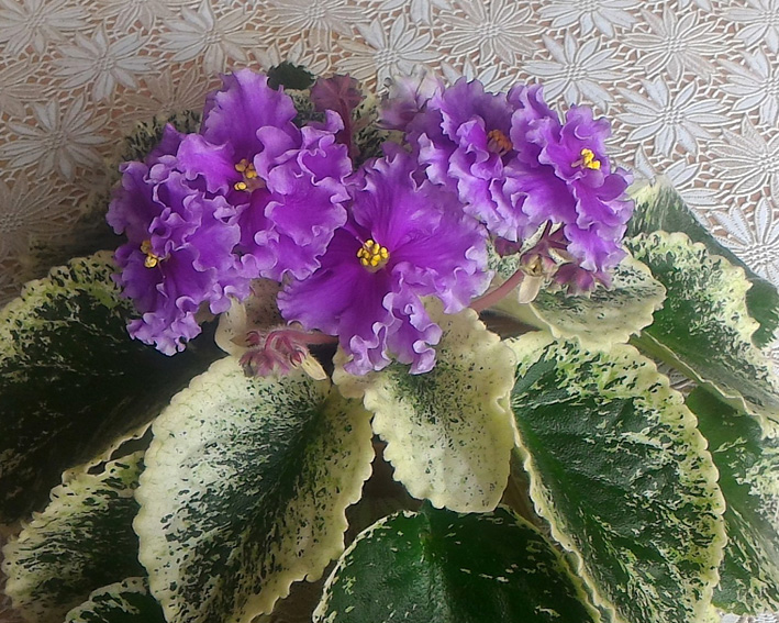 ЛЕ-Грёзы Султана