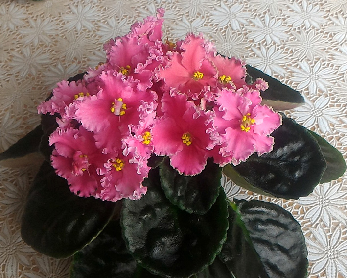 ЛЕ-Персиковое Сияние