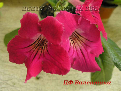 ЦФ-Валентина
