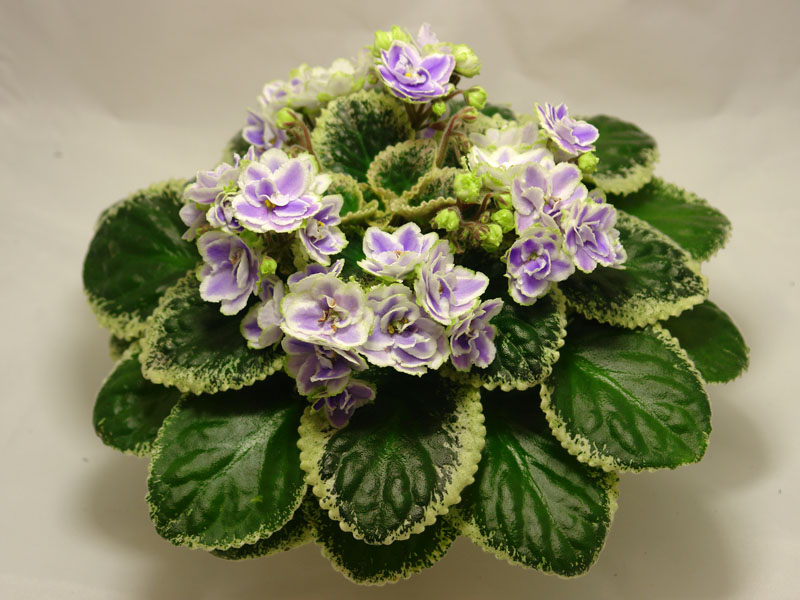 Buckeye Seductress (P.Hancock)