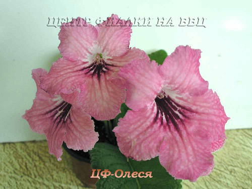 ЦФ-Олеся