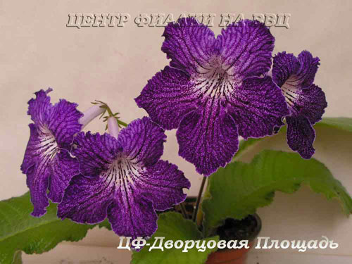 ЦФ-Дворцовая Площадь