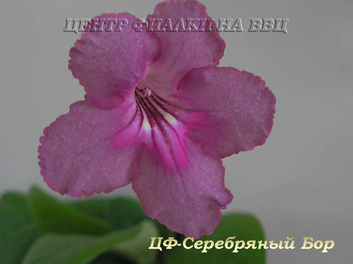 ЦФ-Серебряный Бор