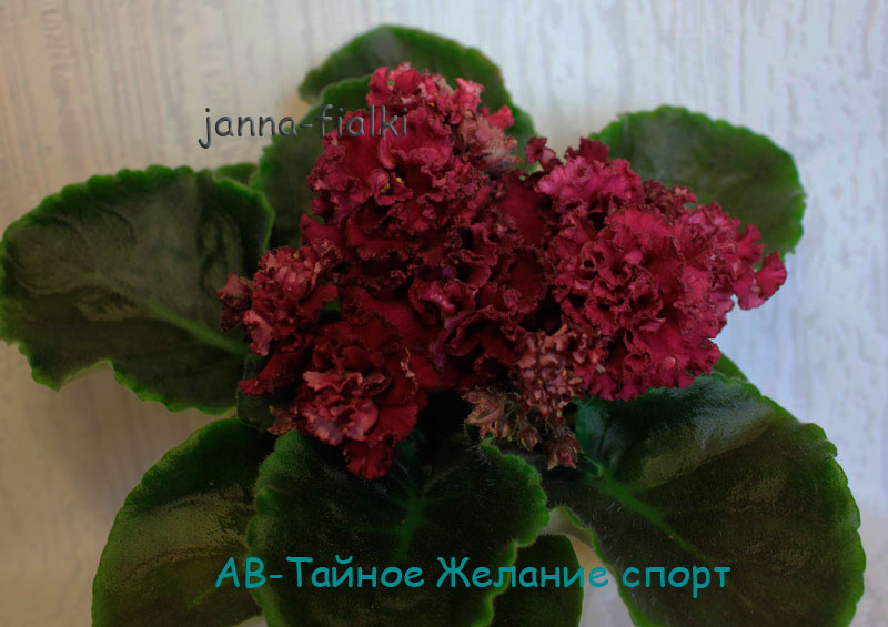 АВ-Тайное-Желание-спорт.jpg