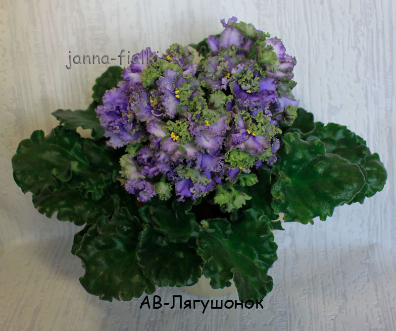 АВ-Лягушонок.jpg