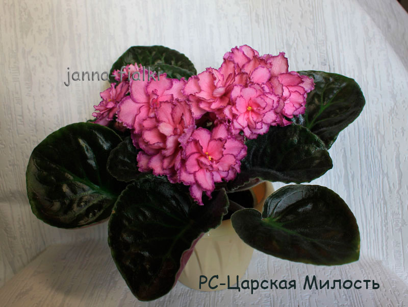 ЛЕ-Царская-Милость.jpg
