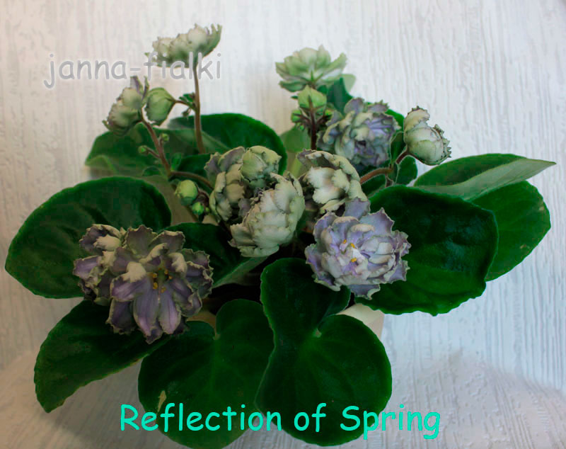 Reflection-of-Spring.jpg