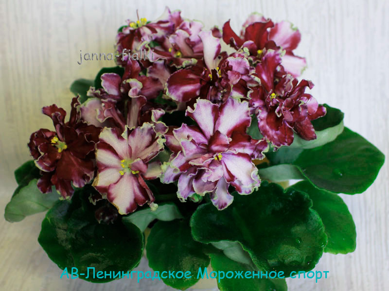 АВ-Ленинградское-Мороженное-спорт.jpg