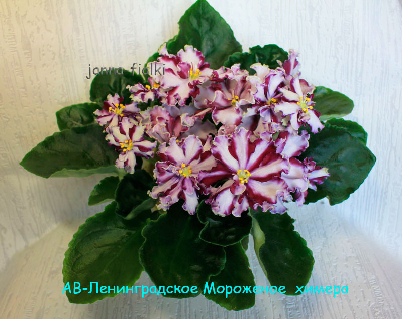 АВ-Ленинградское-Мороженное-химера.jpg