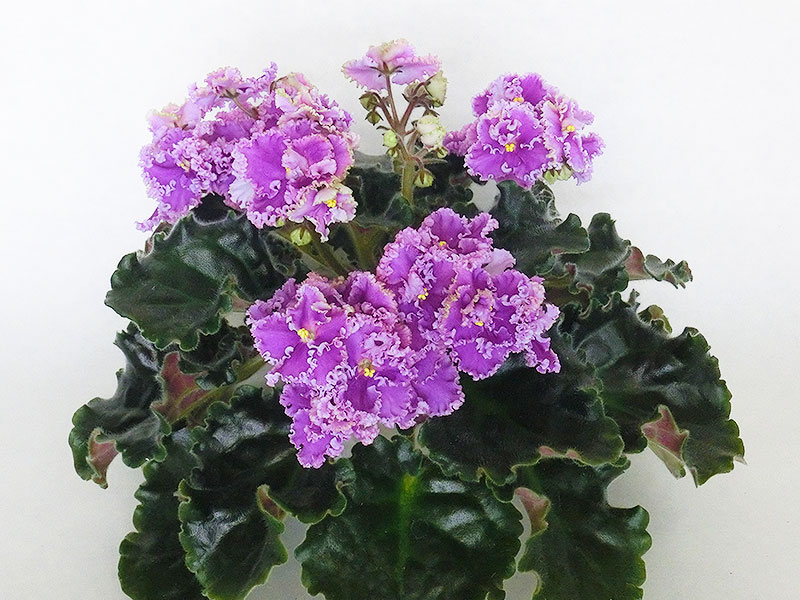 Rosie Ruffles (D. Harrington).jpg