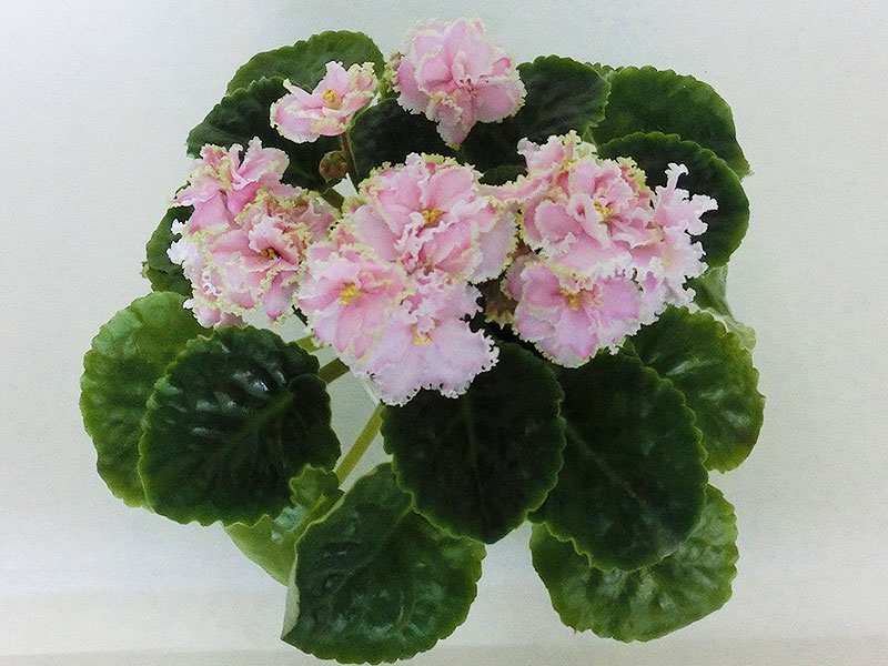Зима Улыбается (Б.М. и Т.Н. Макуни).jpg