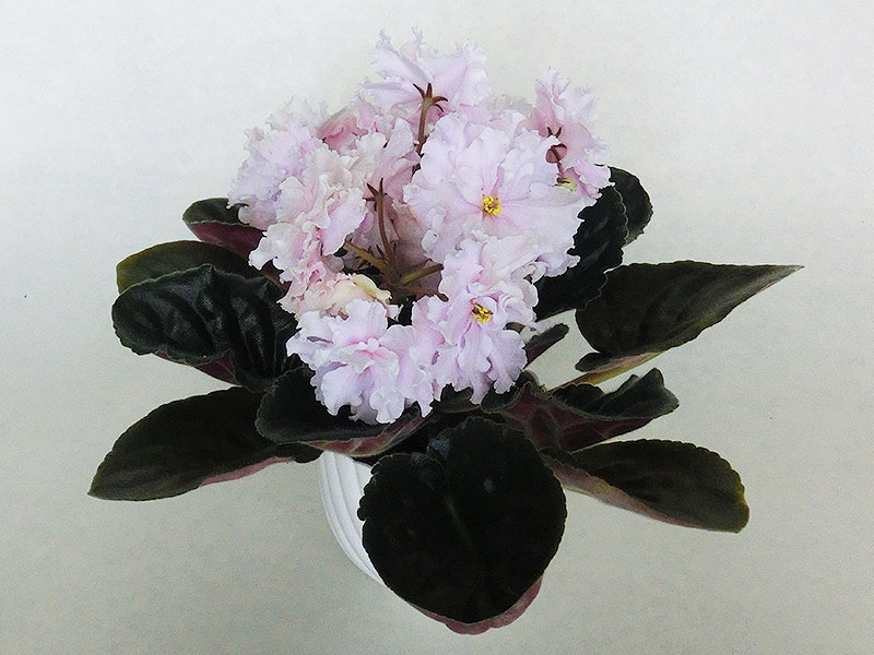 ЕК-Шармэль (Е. Коршунова).jpg