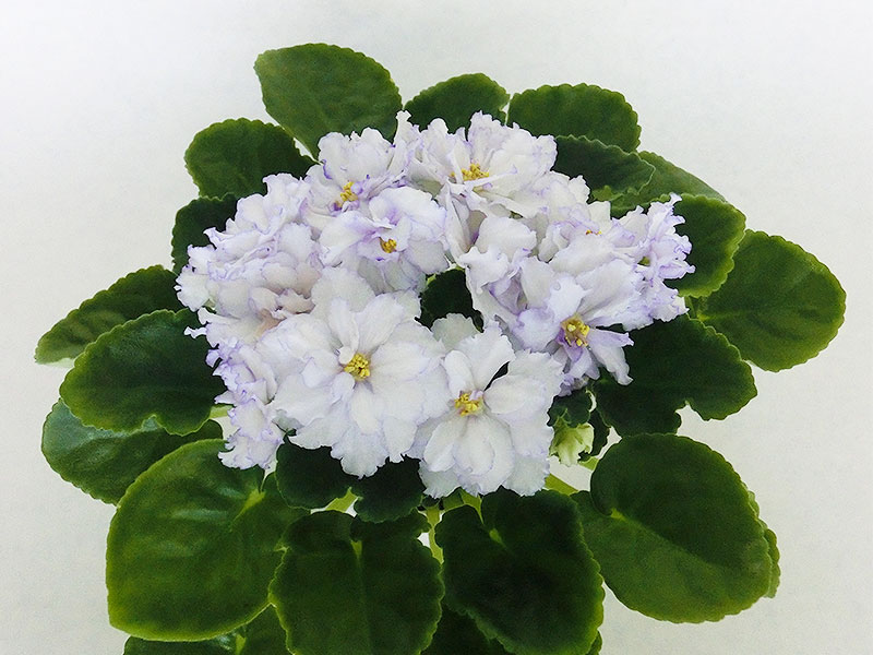 ЕК-Мороз и Солнце (Е. Коршунова).jpg
