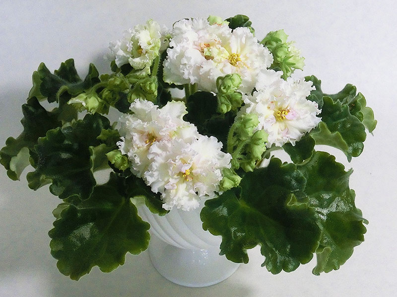 ЛЕ-Золотая Хризантема (Е.А. Лебецкая).jpg