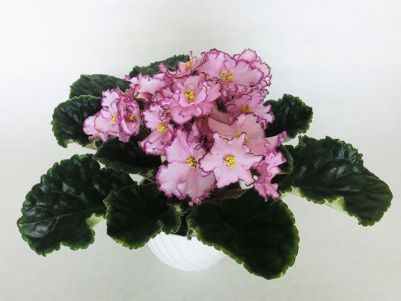ЛЕ-Евгения (Е.А. Лебецкая).jpg