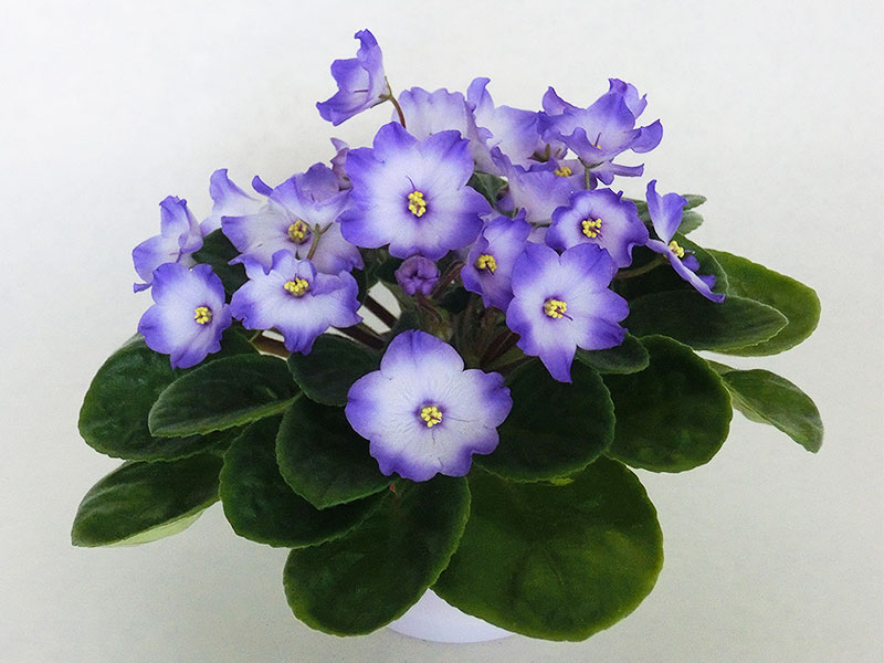 Очаровательные Глазки (Б.М. и Т.Н. Макуни).jpg