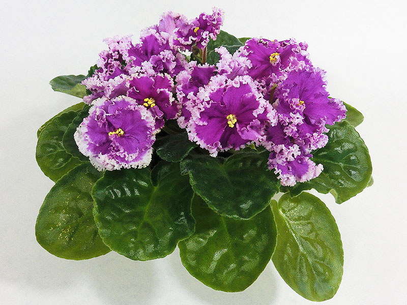 ЛЕ-Эсмеральда люкс (Е.А. Лебецкая).jpg