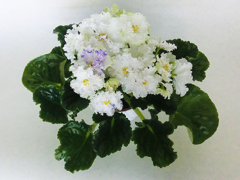 РС-Диадема (С.Н. Репкина).jpg