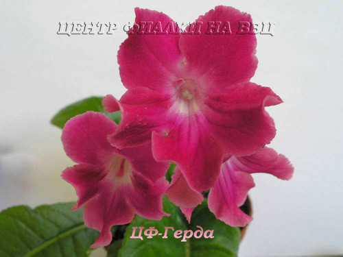 ЦФ-Герда
