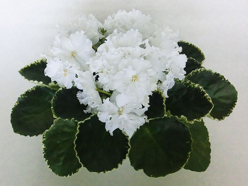 Ян-Морозко (Н.А. Пуминова).jpg