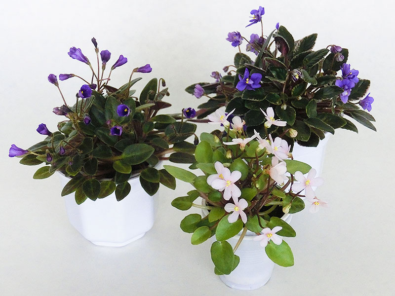 Vfllfrna Campanas Moradas, Senk's Elm, Pip Squeek.jpg