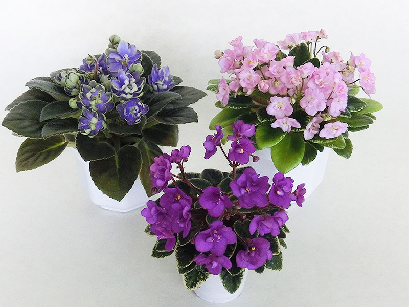 Н-Адам, Shirl's Touch o' Pink, Ness' Niny Flame.jpg
