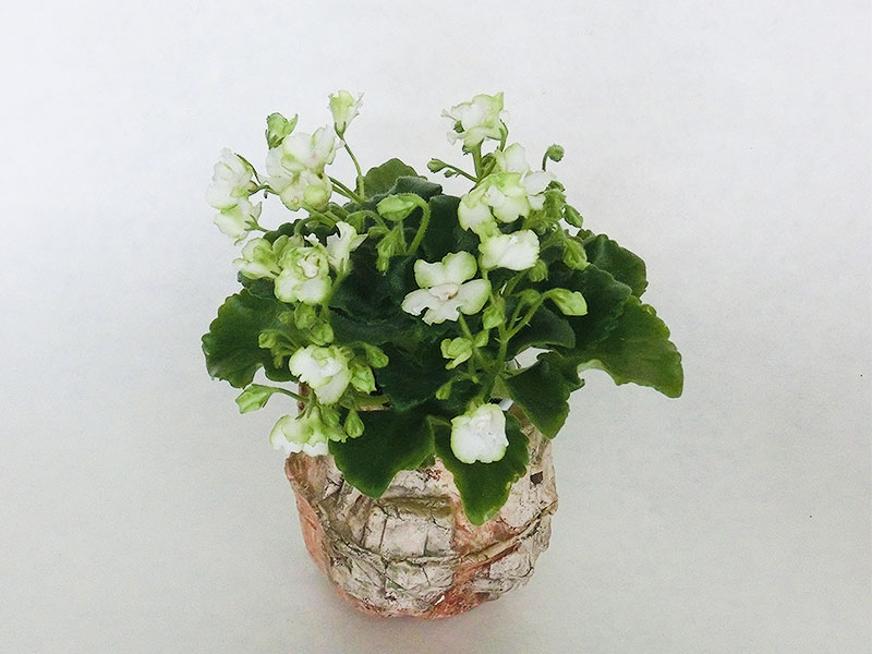 Celtic Rose спорт.jpg