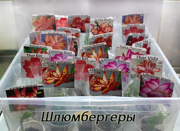 шлюмбергеры.jpg