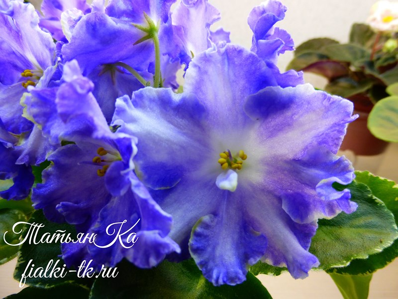 P1070021 (Copy).jpg