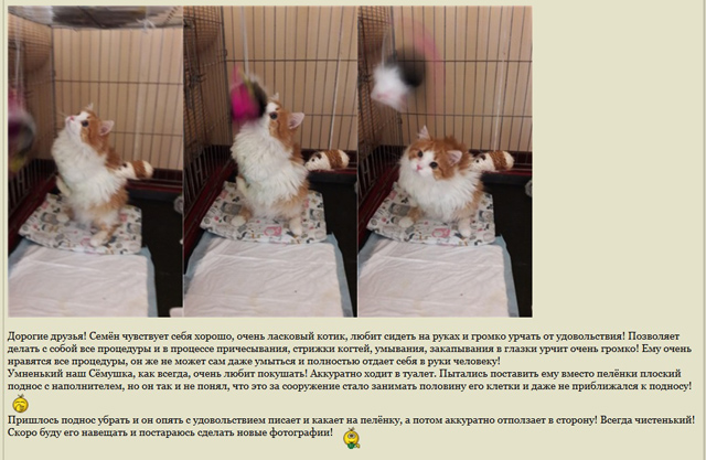2016 котик семушка.jpg