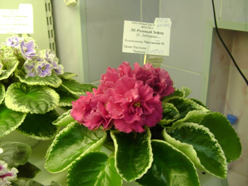 DSC02832.JPG