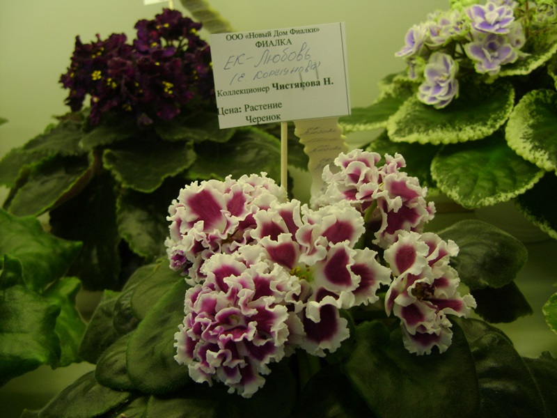 DSC02834.JPG