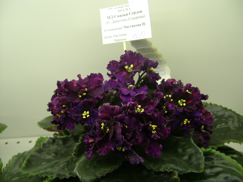 DSC02836.JPG