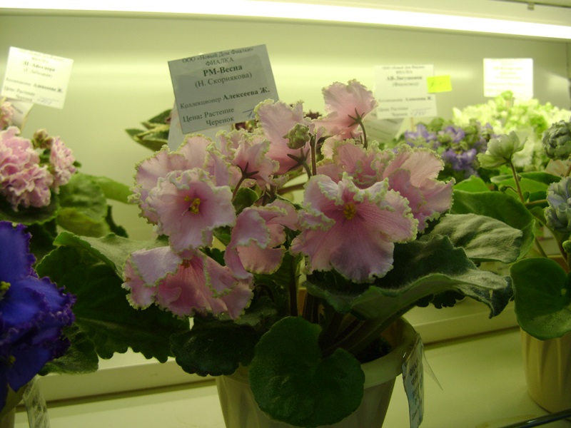 DSC02838.JPG