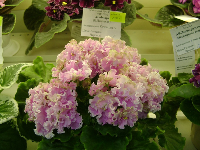 DSC02840.JPG