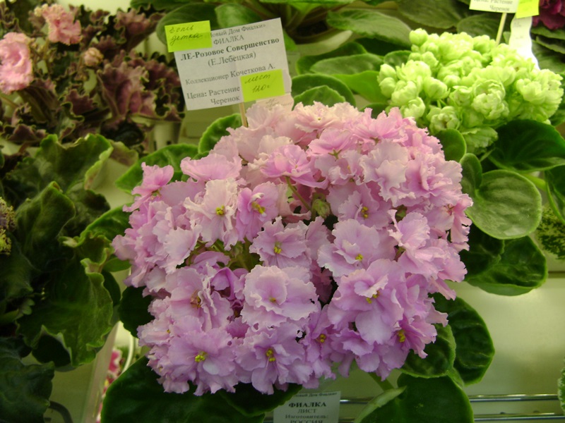 DSC02841.JPG