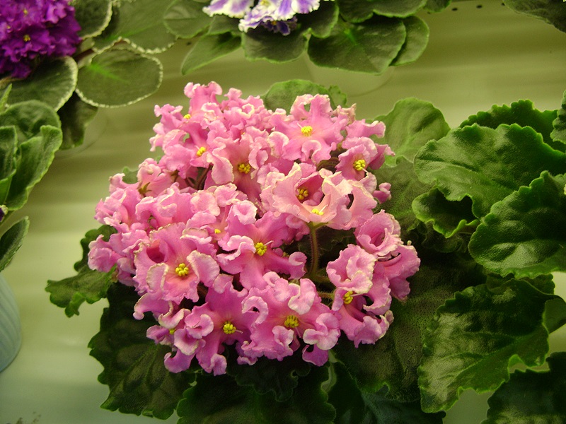 DSC02889.JPG