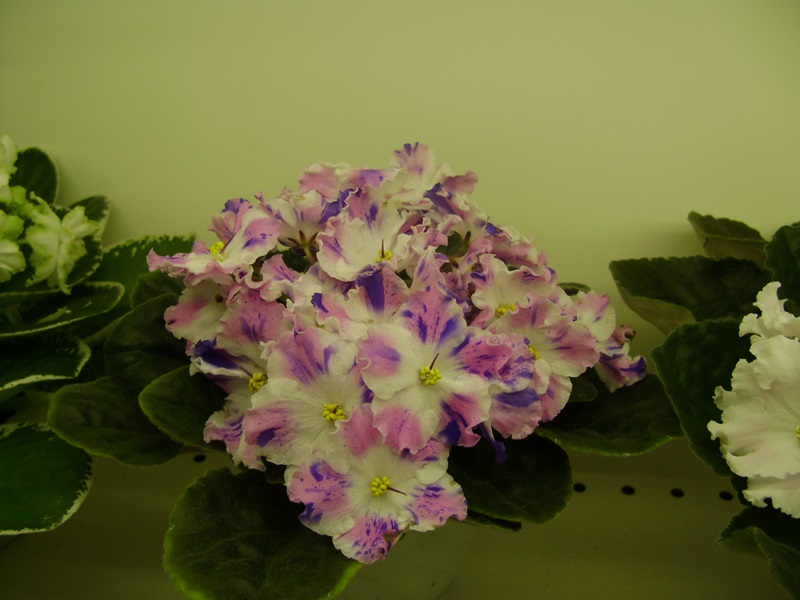 DSC02843.JPG