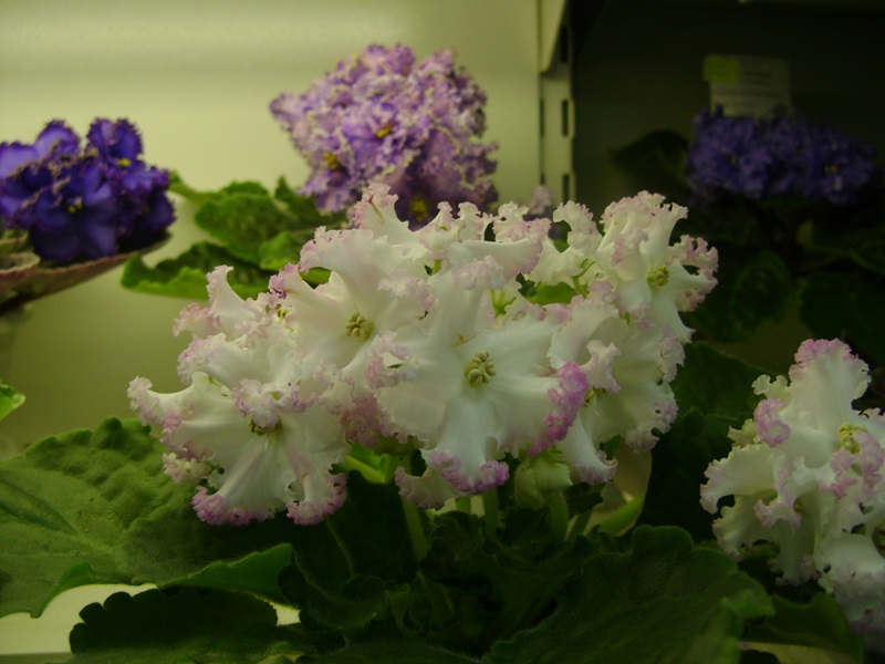 DSC02845.JPG
