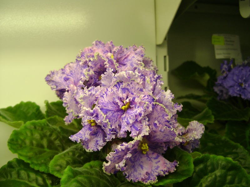 DSC02847.JPG